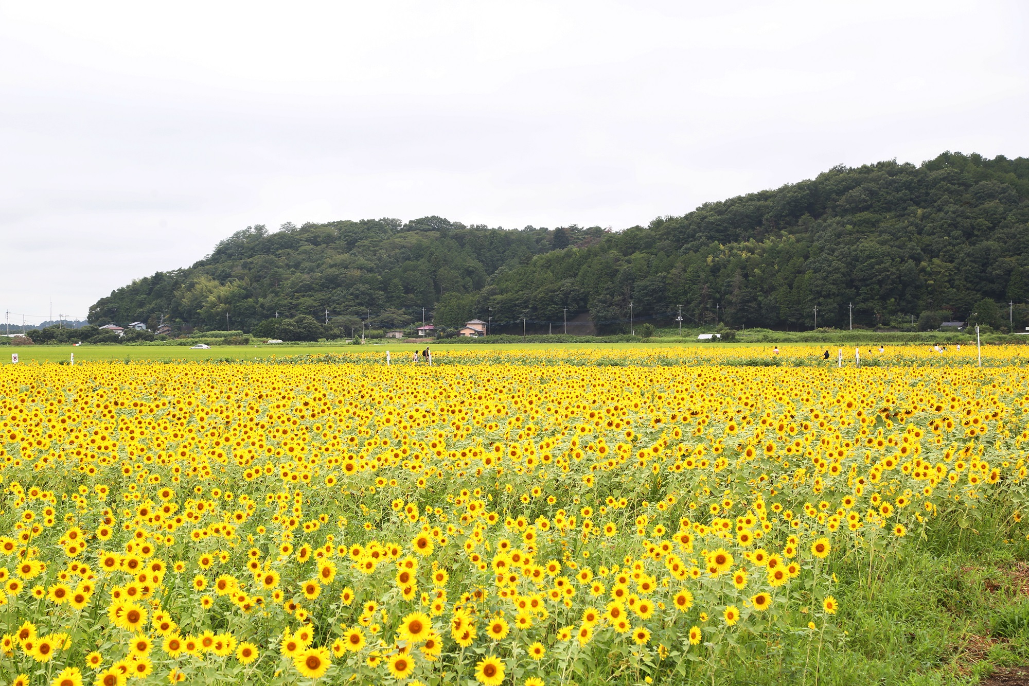 Masahiko sunflowers