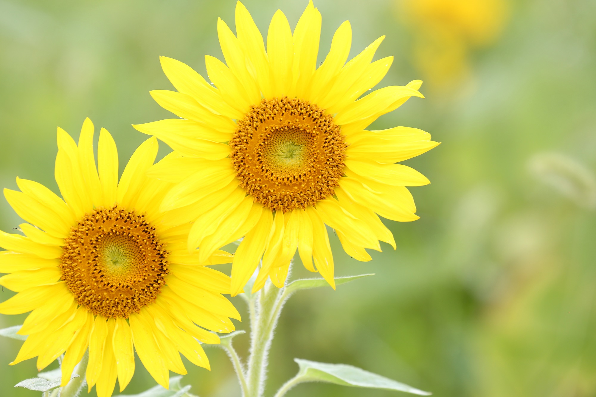 Masahiko sunflowers